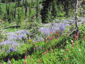 wildflowers